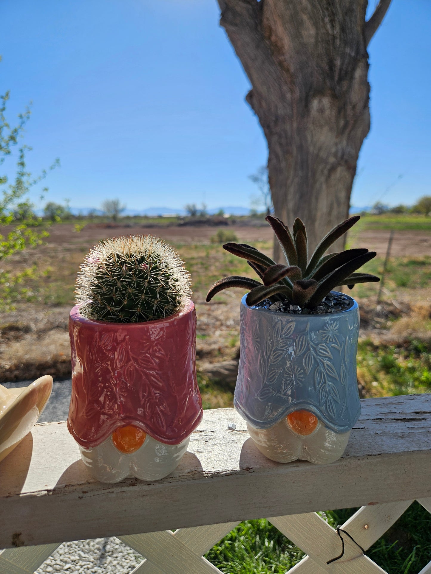 Mini LIVE Succulents