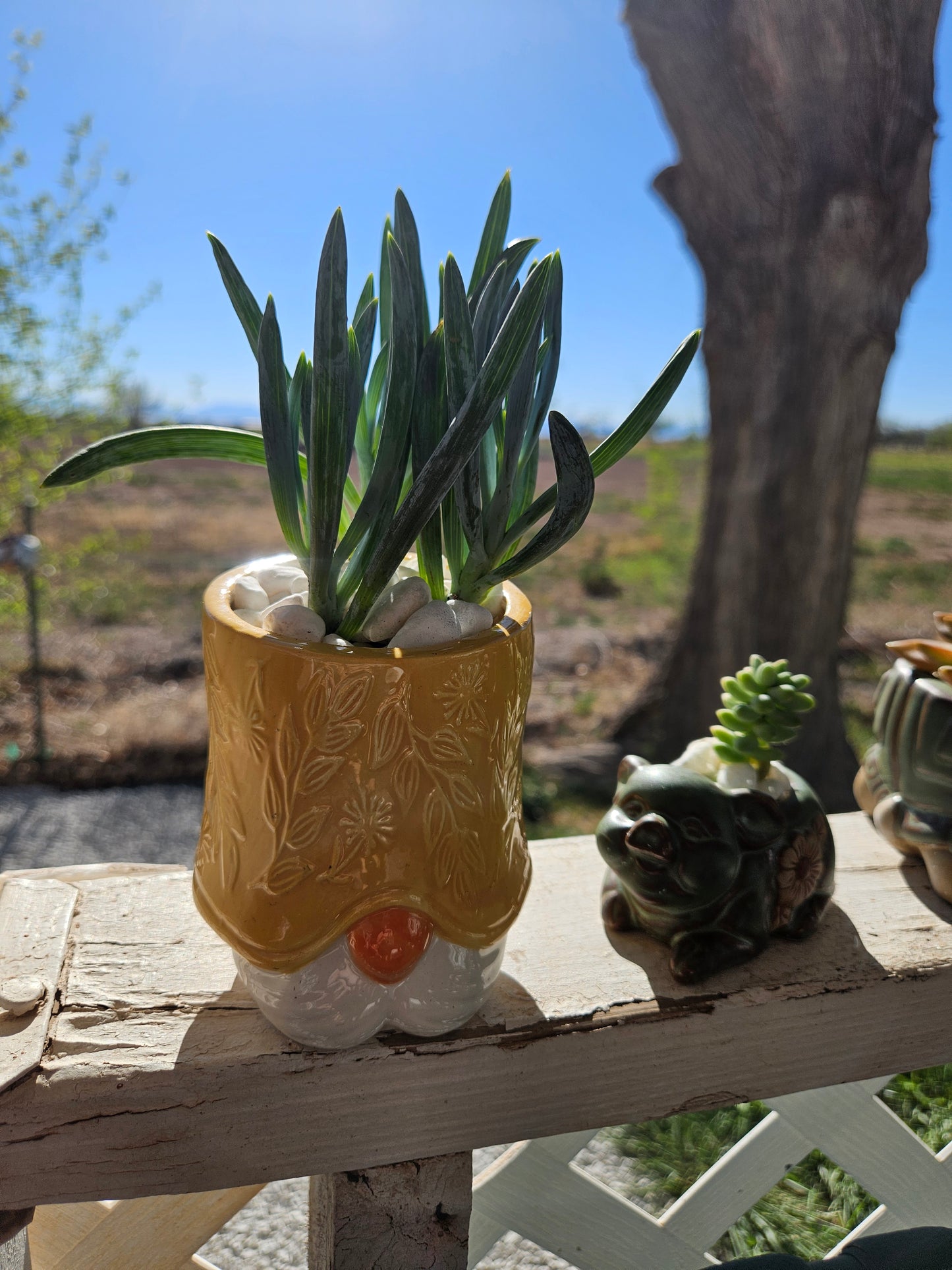 Mini LIVE Succulents