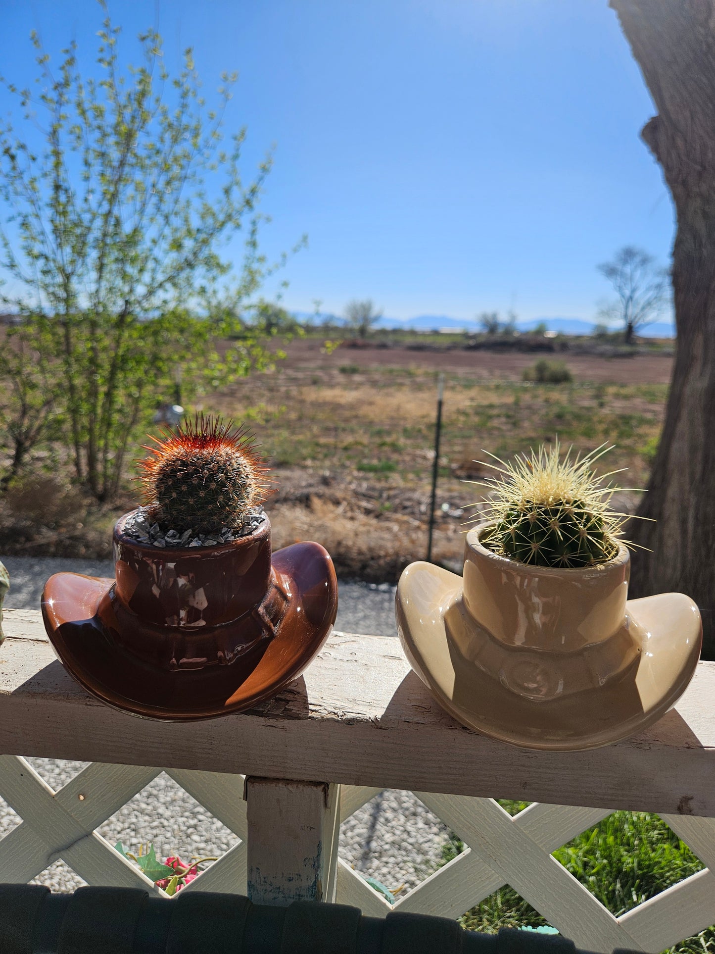 Mini LIVE Succulents