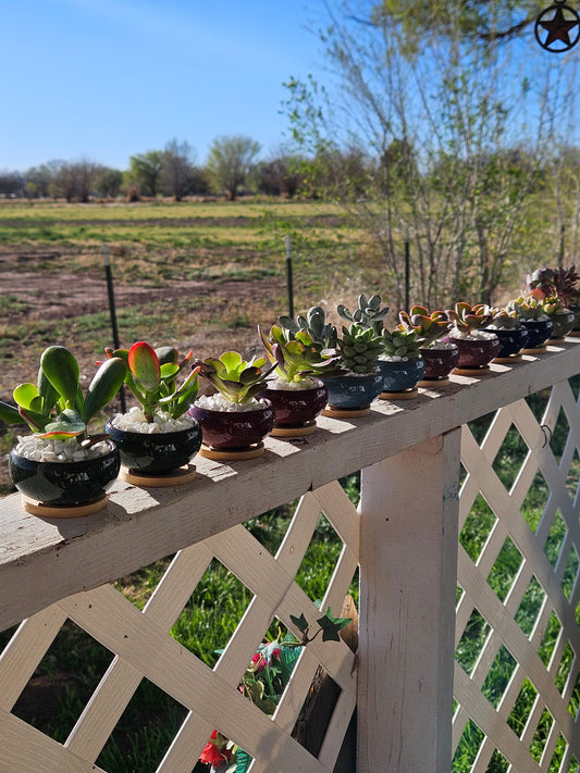 Mini LIVE Succulents