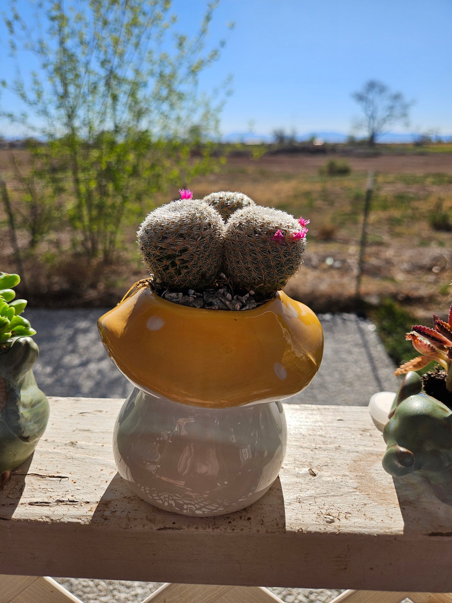 Mini LIVE Succulents